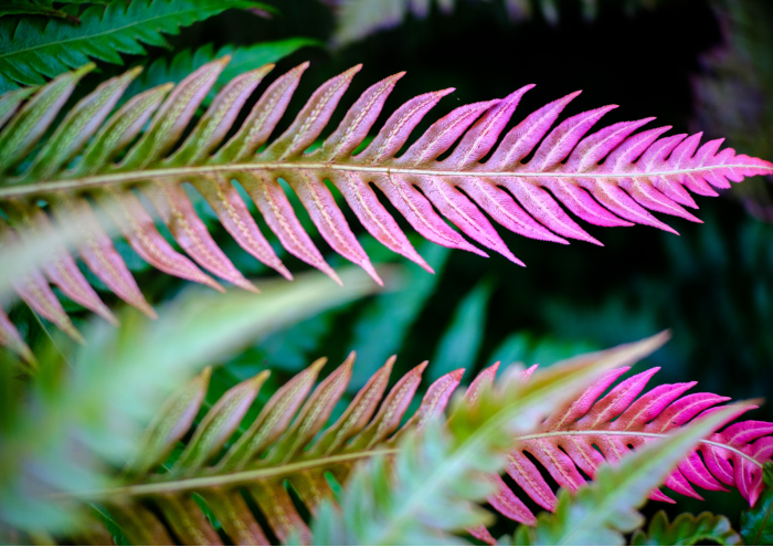 speciality_leaf